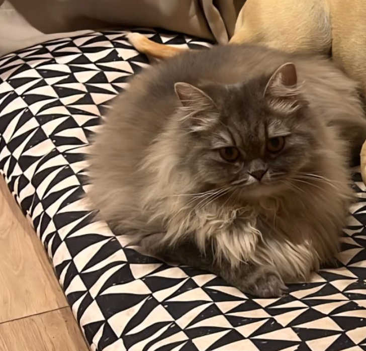 Grey — Chat — à adopter à Bourgogne, Proximité mosquée Hassan 9
