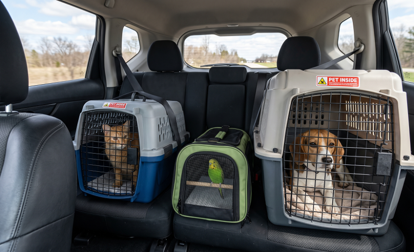 Caisse transport oiseau, chat et chien utilisée pour voyager en voiture en toute sécurité