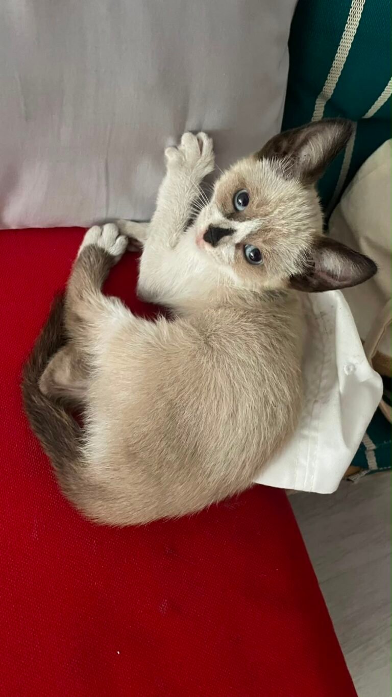 Moon — Chat — à adopter à Dar BOUAZZA / Casablanca