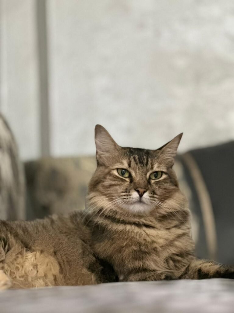 Maya — Chat — à adopter à Tite mellil