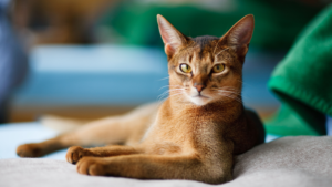 L'Abyssin est l'une des plus anciennes races de chat connues, développée au XIXe siècle et nommée d'après son association précoce avec l'Abyssinie (actuelle Éthiopie), bien que ses origines précises restent débattues. C'est une race active et curieuse qui aime grimper et explorer, restant souvent joueuse bien après l'âge de chaton. Son pelage court et tiqueté — où chaque poil présente des bandes de couleur — nécessite un entretien minimal.
