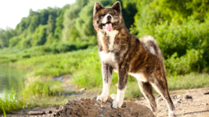 Avec son corps musclé et majestueux, l’Akita Inu est un chien qui séduit de plus en plus de Français au fil des années. En effet, si sa puissance peut impressionner, une certaine sérénité se dégage également de cette race au caractère affirmé. Un compagnon de vie idéal qui s’adapte très bien au profil plus ou moins sportif de ses maîtres. Calme et affectueux, l’Akita Inu est donc un chien qui pourra aussi bien convenir aux familles qu’aux personnes seules.