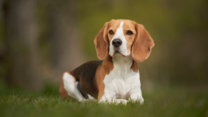 Le Beagle a été développé en Angleterre comme chien courant pour traquer le lièvre et le petit gibier en meute, apprécié pour son odorat fin et son endurance. C'est une race sociable et robuste qui s'entend bien avec les humains et les autres chiens, bien que son odorat puissant puisse le pousser à s'échapper sans surveillance. Son pelage court est facile à entretenir, mais la race a besoin d'un exercice régulier pour éviter les comportements liés à l'ennui.