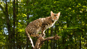 Le Bengal a été développé aux États-Unis à partir des années 1960-1980 en croisant des chats domestiques avec le chat-léopard d'Asie, dans le but de capturer une apparence sauvage associée à un tempérament domestique. C'est une race athlétique et très active qui aime grimper, courir et manifeste souvent un intérêt inhabituel pour l'eau par rapport à la plupart des chats. Son pelage court et dense perd très peu ses poils, mais la race a besoin d'une stimulation quotidienne importante pour s'épanouir.