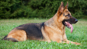 Le Berger Allemand a été développé en Allemagne à la fin du XIXe siècle, principalement comme chien de troupeau et de travail polyvalent, et est depuis devenu l'une des races les plus utilisées dans la police, l'armée et les services d'assistance. Très intelligent et facile à éduquer, il possède un fort instinct protecteur envers sa famille. La race a besoin d'une stimulation mentale et physique constante, et son épais double pelage perd sensiblement ses poils toute l'année.