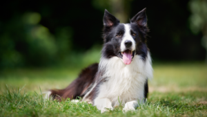 Le Border Collie a été développé le long de la frontière entre l'Angleterre et l'Écosse spécifiquement pour la conduite des troupeaux de moutons, sélectionné au fil des générations pour son intense concentration, son endurance et sa réactivité aux ordres. Il est largement considéré comme l'une des races de chien les plus intelligentes, excellant en obéissance, en agility et en concours de troupeau. Sans mission ni activité quotidienne conséquente, la race peut devenir anxieuse ou développer des comportements répétitifs, rendant la stimulation mentale aussi importante que l'exercice physique.