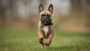 Le Bouledogue Français s'est développé au XIXe siècle à partir de petits bouledogues amenés en France, devenant populaire auprès des ouvriers parisiens avant de se répandre à l'international comme chien de compagnie. C'est une race brachycéphale (au museau plat), ce qui signifie que les propriétaires doivent porter une attention particulière à ses voies respiratoires et à sa tolérance à la chaleur. Affectueux et bien adapté à la vie en appartement, il n'a généralement besoin que d'un exercice modéré, mais nécessite une surveillance attentive par temps chaud.