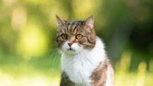 Le British Shorthair descend des chats domestiques amenés en Grande-Bretagne par les Romains, affiné plus tard en race officielle au XIXe siècle. Il se distingue par son tempérament calme et peu exigeant ainsi que par son pelage dense et duveteux qui se tient légèrement écarté du corps. La race s'adapte bien à la vie en intérieur et demande généralement moins d'entretien que les races à poil long.