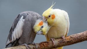 La Calopsitte est originaire de l'outback australien, où elle vit en bandes près des points d'eau, et est devenue l'un des oiseaux de compagnie les plus populaires au monde grâce à sa nature douce. C'est un oiseau affectueux et généralement facile à vivre, connu pour ses sifflements et sa huppe caractéristique dont la position varie selon son humeur. Une interaction sociale régulière, une alimentation variée et des moments quotidiens hors de la cage contribuent tous à son bien-être.