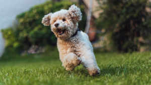 Le Caniche a été développé à l'origine en Allemagne puis affiné en France comme chien rapporteur de gibier d'eau, sa tonte traditionnelle étant conçue pour protéger ses articulations et organes lors de la nage. Il est considéré comme l'une des races de chien les plus intelligentes et se distingue en obéissance et en agility. Son pelage dense, bouclé et peu sujet à la mue nécessite un toilettage professionnel toutes les 4 à 6 semaines pour éviter les nœuds.
