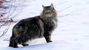 Le Chat des Forêts Norvégiennes s'est développé naturellement en Scandinavie au fil des siècles, son pelage épais et imperméable ainsi que sa constitution robuste ayant été façonnés par le climat froid. C'est une race amicale mais indépendante qui aime grimper et s'adapte généralement bien aux foyers avec d'autres animaux. Son double pelage long et imperméable perd ses poils de façon saisonnière et nécessite un brossage régulier pour éviter les nœuds.