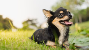 Le Chihuahua tire son nom de l'État mexicain où la race a été documentée pour la première fois, et descendrait de petits chiens de compagnie tenus par d'anciennes cultures mésoaméricaines. Malgré sa taille minuscule, il est vif, confiant et souvent profondément attaché à une seule personne de référence. La race existe en poil court et en poil long, et a besoin d'être protégée du froid en raison de sa petite taille.