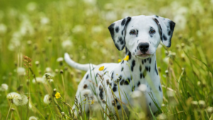 Les origines exactes du Dalmatien font débat, mais la race s'est fortement associée à l'Angleterre des XVIIIe et XIXe siècles, où elle courait aux côtés des calèches puis des voitures de pompiers, dégageant la route et protégeant les chevaux. C'est une race athlétique et énergique qui a besoin d'un exercice quotidien important et d'une stimulation mentale. Son pelage court et dense perd ses poils toute l'année malgré sa longueur, et la race est reconnue pour son motif tacheté immédiatement identifiable.