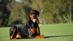 Le Dobermann a été développé en Allemagne à la fin du XIXe siècle par un collecteur d'impôts en quête d'un chien de protection loyal pour ses tournées. C'est une race intelligente et athlétique, réputée pour sa facilité d'éducation et sa grande loyauté envers sa famille. Son pelage court demande peu d'entretien, et la race profite d'un cadre cohérent, d'une éducation régulière et d'un exercice quotidien.