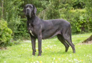 Le Dogue Allemand a été développé en Allemagne en combinant des lignées de mâtins et de lévriers pour créer un chien de chasse et de garde puissant, destiné notamment à la chasse au sanglier. Malgré sa taille imposante, c'est généralement une race douce et affectueuse, souvent surnommée « géant débonnaire ». Son pelage court est facile à entretenir, bien que sa grande carrure profite d'un soin attentif des articulations, en particulier pendant la croissance.