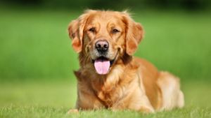 Le Golden Retriever a été développé en Écosse au XIXe siècle pour rapporter le gibier lors des chasses, sélectionné pour sa bouche douce et son envie de travailler en étroite collaboration avec son maître. Il est depuis devenu l'un des chiens de famille les plus populaires au monde grâce à son tempérament doux, sa patience avec les enfants et sa fiabilité à l'éducation. Son pelage dense et hydrofuge nécessite un brossage régulier, et la race s'épanouit avec beaucoup d'exercice et de compagnie.