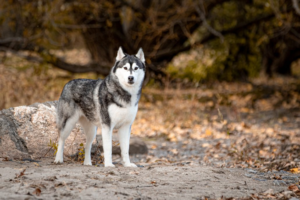 Le Husky Sibérien a été développé par le peuple Tchouktche du nord-est de l'Asie comme chien de traîneau d'endurance capable de parcourir de longues distances dans des conditions arctiques rigoureuses. C'est une race très énergique et sociable, élevée pour travailler en équipe, ce qui transparaît dans son caractère amical envers les humains et les autres chiens. Son épais double pelage est conçu pour les climats froids et perd fortement ses poils lors des changements de saison ; la race possède également un fort instinct de prédateur et une tendance à s'échapper si elle n'est pas correctement contenue.