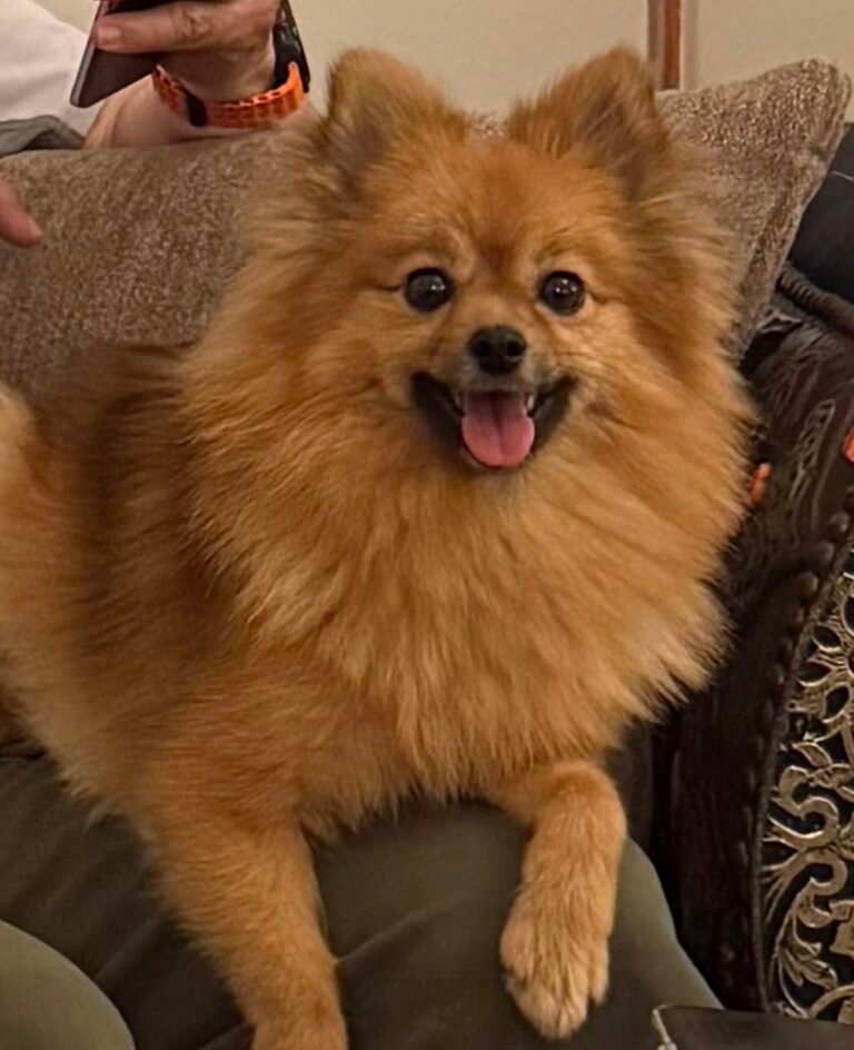 Alba — Chien — à adopter à Ghmat route de l’ourika a sidi Abdellah ghiat domaine carole Marrakech