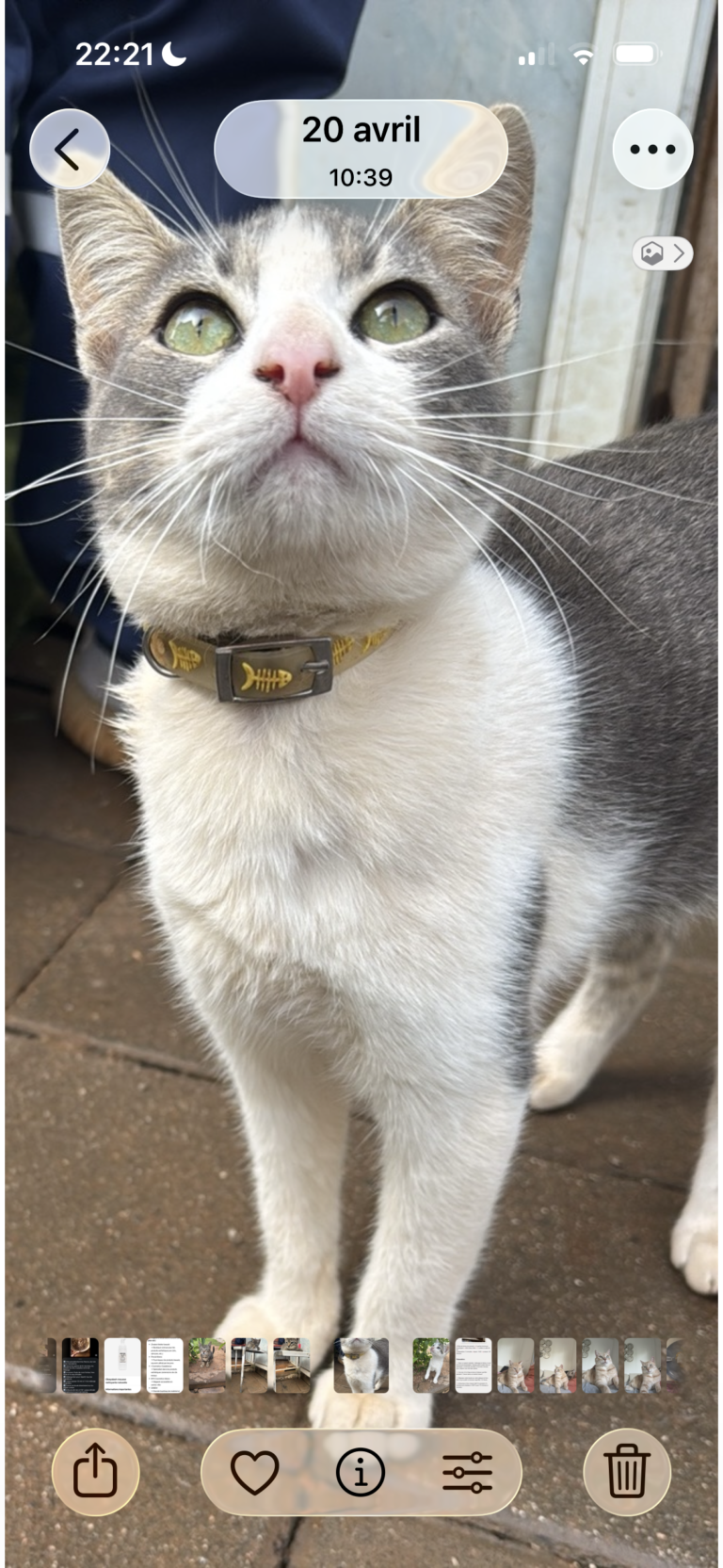 Grey — Chat — à adopter à Casablanca/ Dar Bouazza
