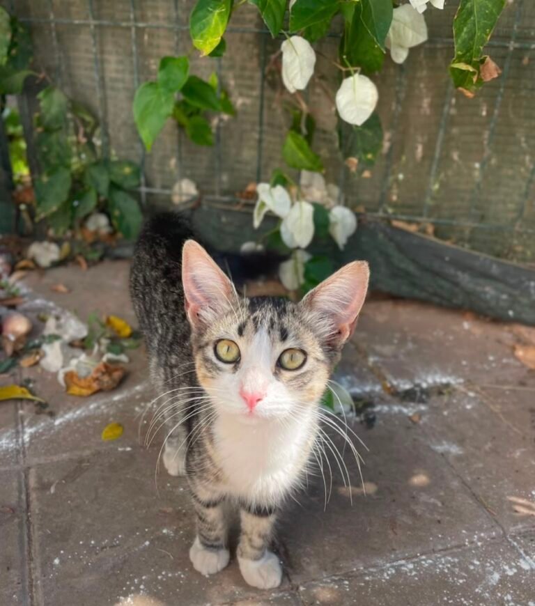 Cookie — Chat — à adopter à Casablanca/ Dar Bouazza