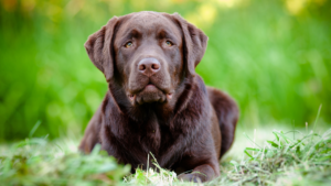 Le Labrador Retriever est à l'origine un chien de travail élevé pour assister les pêcheurs au large de Terre-Neuve, rapportant filets et prises dans l'eau froide. Aujourd'hui, il est apprécié pour son tempérament équilibré, son envie de plaire et sa capacité d'adaptation, ce qui en fait un compagnon de famille, un chien-guide et un retriever de travail très courants. Son pelage court, dense et imperméable s'accompagne d'un fort besoin d'activité physique et d'une motivation naturelle pour l'apprentissage par la nourriture.