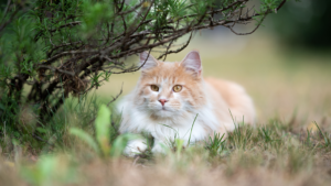 Le Maine Coon est une race développée naturellement dans l'État américain du Maine, historiquement valorisée comme chat de ferme et excellent chasseur de rongeurs adapté aux climats froids. Il se distingue par sa grande taille, son pelage imperméable et son tempérament amical et sociable, incluant souvent des comportements presque canins comme suivre son propriétaire dans la maison. Malgré sa fourrure longue, son pelage forme moins de nœuds que d'autres races à poil long, bien qu'un brossage régulier reste recommandé.