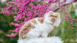 Le Persan est l'une des plus anciennes races de chat reconnues, développée au fil des siècles pour son pelage long et dense ainsi que son tempérament calme et affectueux. C'est généralement un compagnon casanier et peu énergique qui s'adapte bien à la vie en intérieur, mais son pelage nécessite un entretien quotidien important pour éviter les nœuds. Comme d'autres races au visage plat, le Persan peut être sujet à des sensibilités des canaux lacrymaux et des voies respiratoires nécessitant une attention régulière.