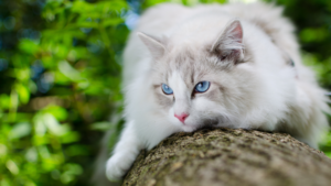 Le Ragdoll a été développé en Californie dans les années 1960, sélectionné pour un tempérament calme et affectueux ainsi qu'une tendance à se détendre complètement lorsqu'on le soulève, ce qui donne son nom à la race. C'est une grande race à poil mi-long, généralement placide, qui apprécie le contact rapproché avec sa famille. Son pelage soyeux forme moins de nœuds que de nombreuses races à poil long, mais profite tout de même d'un brossage régulier.