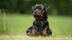 Chien solide et puissant, le Rottweiler dispose de grandes qualités et représente un compagnon fiable et loyal. Si son éducation doit être stricte, ce chien peut trouver sa place aussi bien au sein d’une famille avec des enfants que d’un maître seul. Il appréciera alors les moments de jeux et les activités en plein air avec les membres de son foyer.