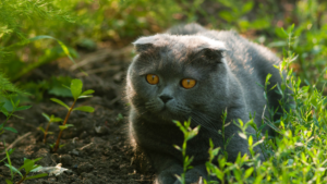 Le Scottish Fold est né d'une mutation génétique spontanée découverte dans une ferme d'Écosse dans les années 1960, provoquant un repli des oreilles vers l'avant plutôt qu'une position dressée. C'est une race calme et adaptable qui tend à créer des liens étroits avec sa famille et à bien s'entendre avec les autres animaux. La longueur du pelage varie entre les variétés à poil court et à poil long, et la structure des oreilles de la race nécessite un soin doux et régulier.