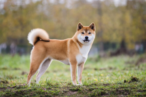 Le Shiba Inu est l'une des races de type spitz originaires du Japon, utilisée à l'origine pour la chasse au petit gibier en terrain montagneux. C'est une race indépendante et vigilante, dotée d'un fort sens de l'espace personnel, souvent décrite comme presque féline dans son autonomie. Son épais double pelage perd fortement ses poils lors des changements de saison, et la race profite d'une socialisation précoce et d'une éducation cohérente et patiente.