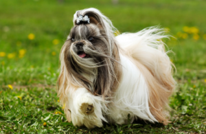 Le Shih Tzu a été élevé en Chine, probablement à partir de souches tibétaines, et a longtemps été un chien de compagnie de palais. C'est une race amicale et extravertie, bien adaptée à la compagnie et à la vie en intérieur. Son double pelage long et fluide nécessite un toilettage régulier important, et en tant que race brachycéphale, elle demande une attention particulière par temps chaud.