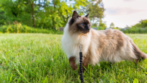 Le Siamois est originaire du Siam (actuelle Thaïlande), où il est documenté dans des manuscrits historiques bien avant son introduction en Occident au XIXe siècle. C'est l'une des races de chat les plus vocales et les plus attachées à l'humain, souvent décrite comme presque canine dans son désir de participer à la vie du foyer. Son pelage court et fin est facile à entretenir, et la race est reconnue pour son motif colourpoint distinctif et ses yeux bleus perçants.