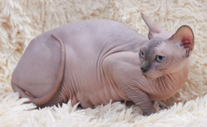 Le Sphynx est issu d'une mutation génétique naturelle survenue au Canada dans les années 1960, ensuite développée en une race distincte prisée pour son apparence sans poil et sa personnalité extravertie. Bien que dépourvu de fourrure, il n'est pas sans entretien — sa peau produit des huiles normalement absorbées par le pelage chez les autres races et nécessite des bains réguliers. La race est très attachée à l'humain et recherche souvent chaleur et proximité avec ses propriétaires.