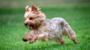 Le Yorkshire Terrier a été développé en Angleterre au XIXe siècle, initialement élevé par des ouvriers du textile pour chasser les rats dans les usines, avant de devenir une race de compagnie prisée de la société victorienne. Malgré sa petite taille, il conserve un tempérament de terrier confiant et affirmé. Son pelage long et soyeux ressemble davantage à des cheveux humains qu'à un poil de chien classique et nécessite un entretien régulier pour rester démêlé.