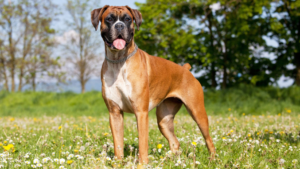 Le Boxer a été développé en Allemagne à la fin du XIXe siècle à partir de races de type bouledogue antérieures, utilisé à l'origine pour la chasse au gros gibier puis comme chien de travail et de garde. C'est une race énergique et joueuse qui conserve souvent une attitude presque juvénile à l'âge adulte, et qui crée des liens forts avec sa famille. En tant que race brachycéphale (au museau plus court), elle nécessite une attention particulière à la chaleur et à l'exercice intense par temps chaud.