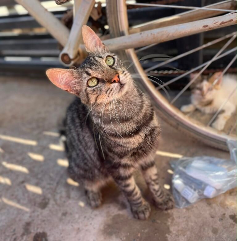 Léo — Chat — à adopter à Casablanca/ Dar Bouazza