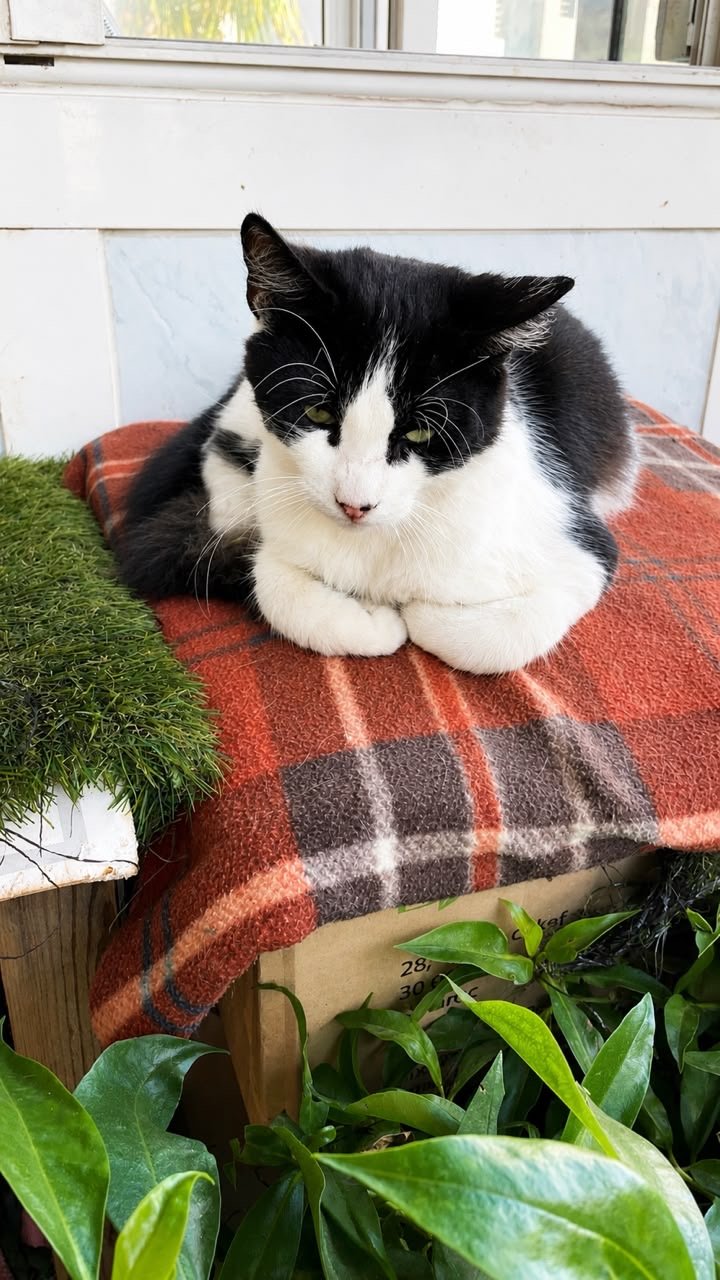 Silver — Chat — à adopter à Casablanca/dar Bouazza