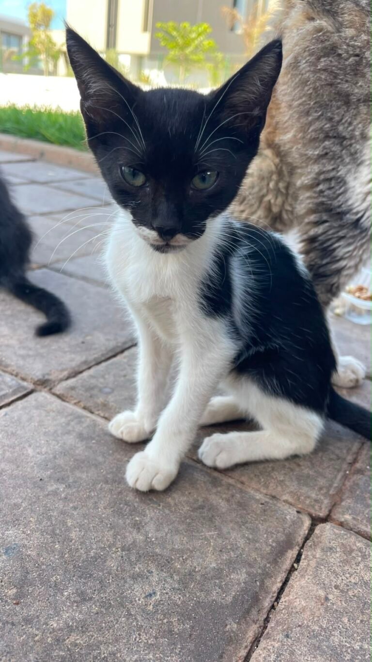 Oreo — Chat — à adopter à Casablanca/ Dar Bouazza
