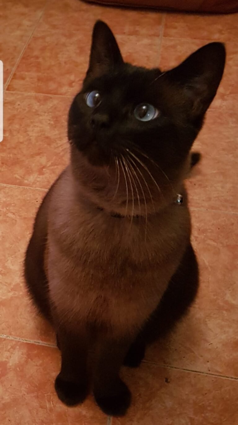 RAMCES — Chat — à adopter à Rabat cym Amal 4