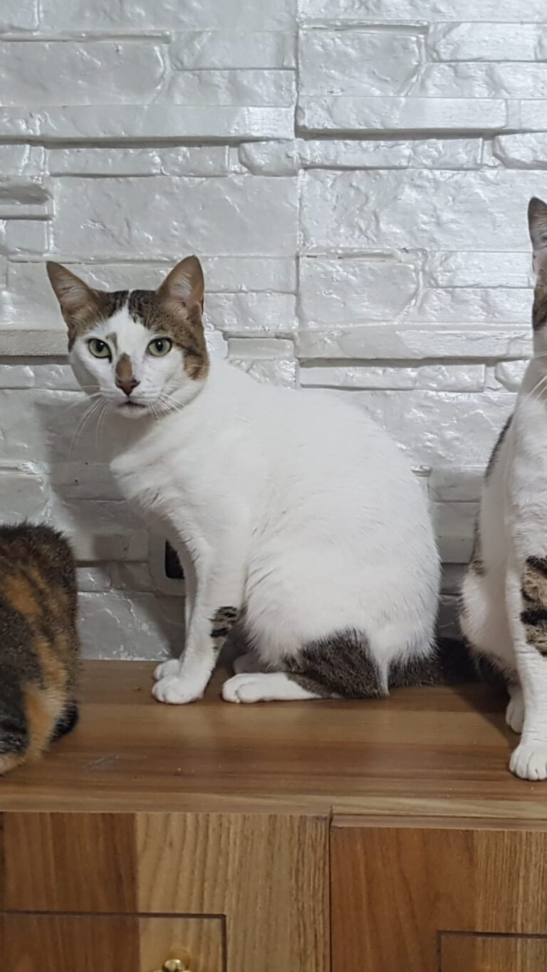 Pitchou — Chat — à adopter à Tetouan Martil