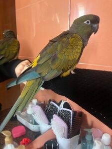 Conure de Patagonie