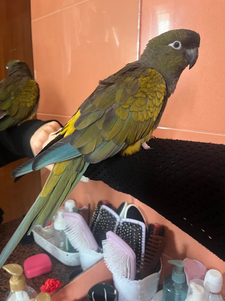 Bingo — Oiseau — à adopter à Rabat,souissi