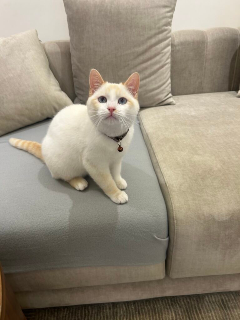 Canel — Chat — à adopter à Rabat , el menzeh route des zaers