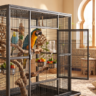 Oiseaux de compagnie au Maroc pour le National Pet Bird Day
