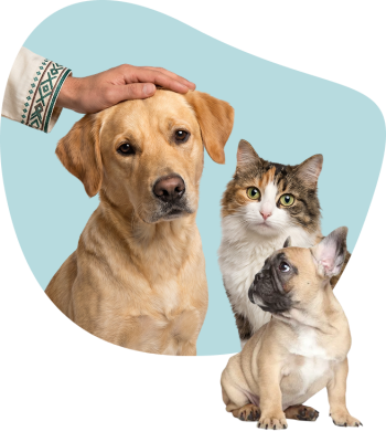 Adopter un animal au Maroc : offrez une seconde chance à un compagnon